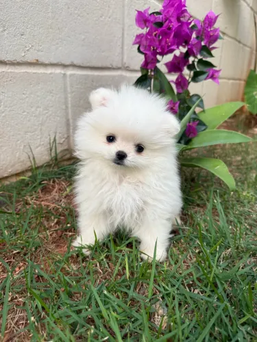 Filhotes de Spitz Alemão Anão (Lulu da Pomerânia) prontos para ir para o novo lar. ?
