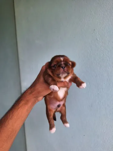 Filhote de shihtzu