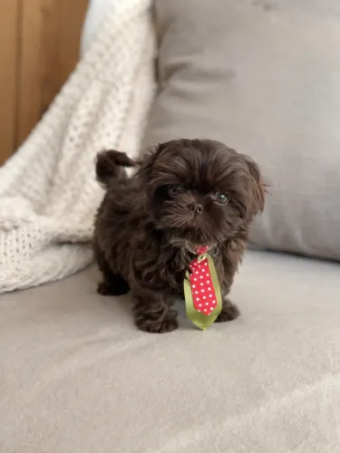 Shih tzu Mini chocolate dos olhos verdes RARIDADE