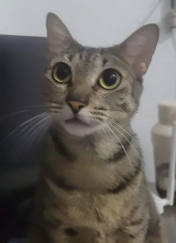 Animais de estimação