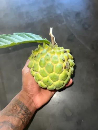 fruta-do-conde 