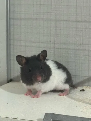 Hamster Sírio