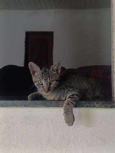 CASTRAÇÃO GARANTIDA Gatinhas para adoção responsável 