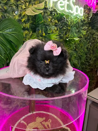 Spitz alemão! Belíssima