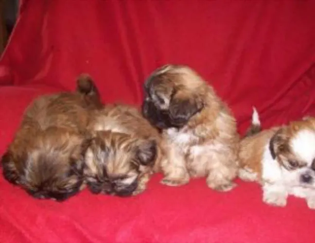 Lhasa Apso Filhotinhos meninos vacinados