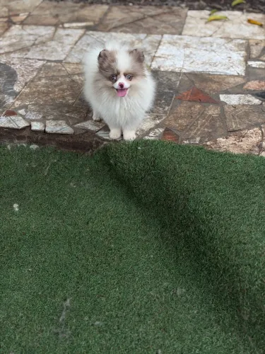 Lulu da pomerania