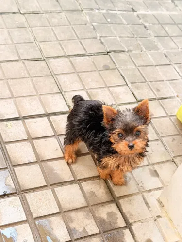 Cachorrinha yorkshire, mini ou zero. Fêmea.