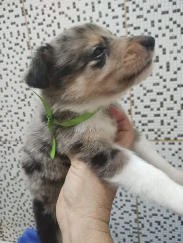 Bordie collie 