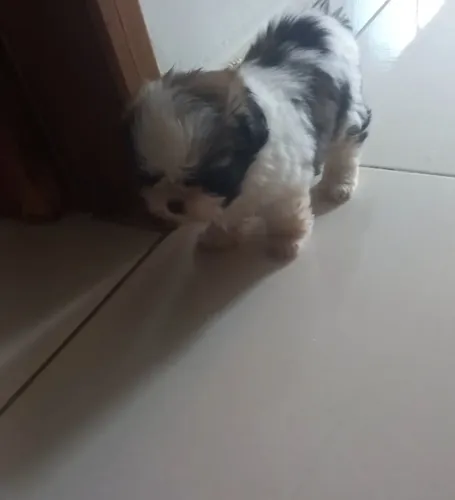SHIH-TZU MACHO DESPONIVEL.