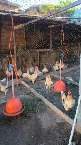 Galinhas e galos