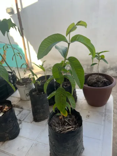 Muda de goiaba