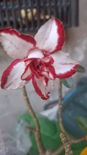 Rosas do deserto
