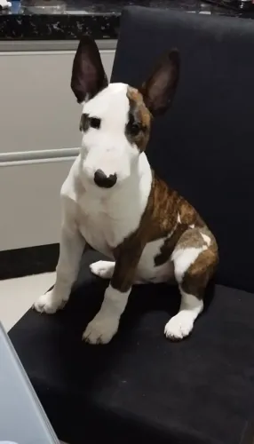 Vendo Bull terrier com 3 vacinas V8