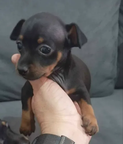 PINCHER DOAÇÃO