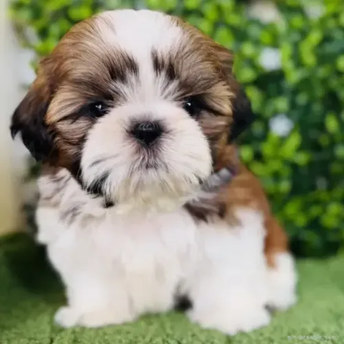 Filhotes temperamento alegre Shih tzu/Shitzu