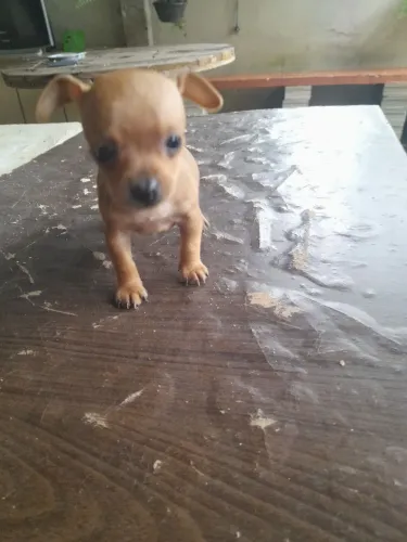 Vende se lindo filhotinho de pincher  vermifugado 800 reais 