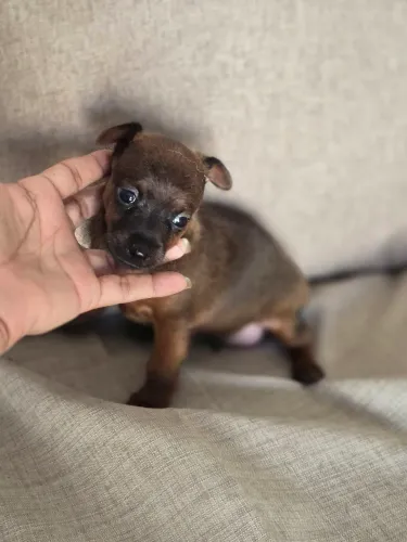 Pinscher
