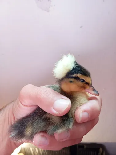 Marreco pompom