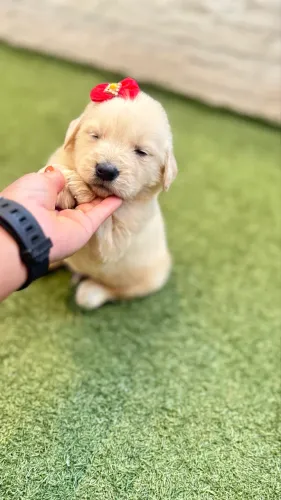 Cachorro