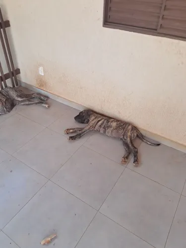 Vendo filhotes de Fila Brasileiro 