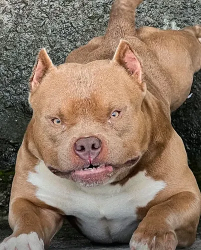 American bully para cruzar