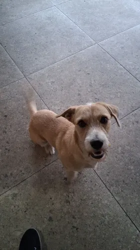 Animal de estimação