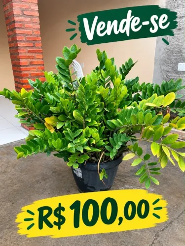 Planta cimpleta