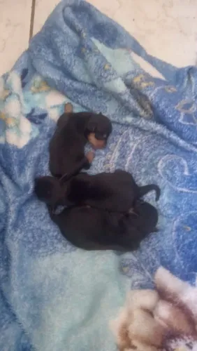 Filhotes de pinscher 