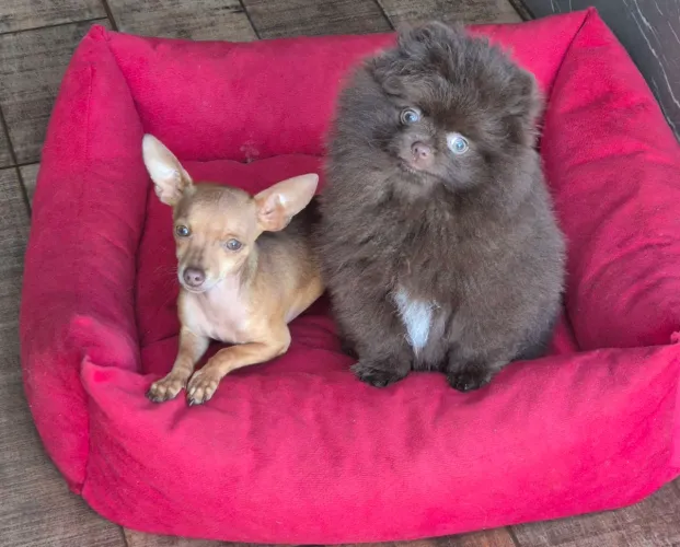 Filhotes disponíveis pinscher miniatura spitz machinho 
