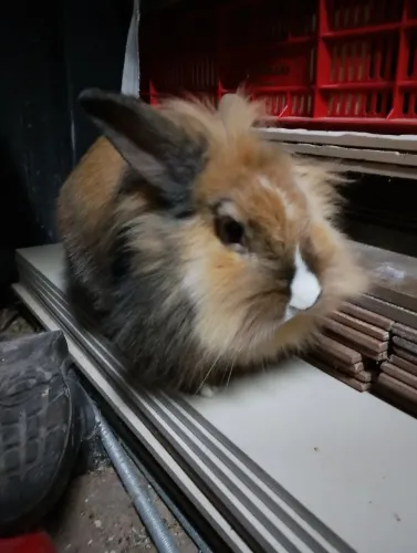 Pet coelho ? 11meses 