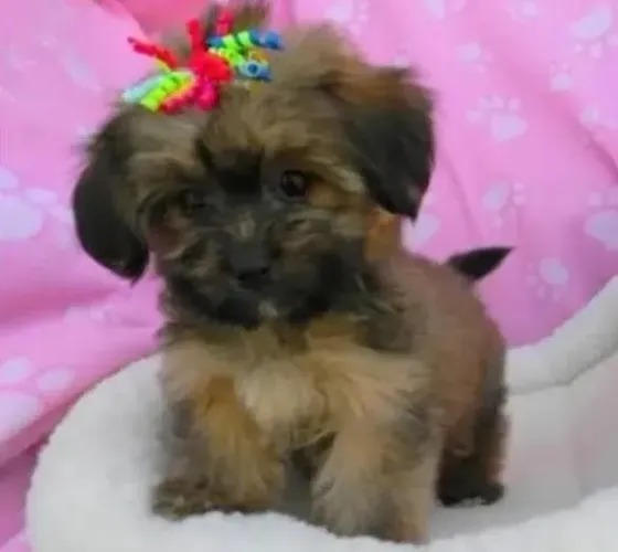 Cachorro maltês com yorkshire