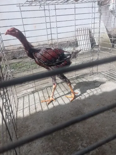 Índio gigante 