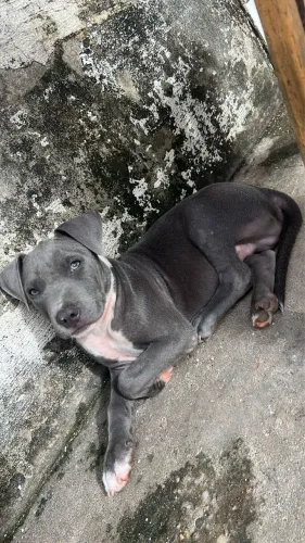 Vende-se filhotes de pitbull Americano puro