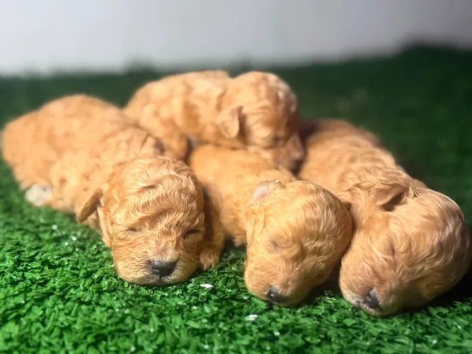Poodle champanhe para reserva!