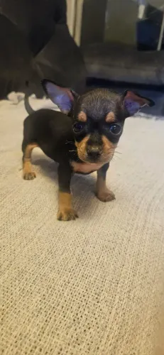 Pinscher Fêmea zero 0