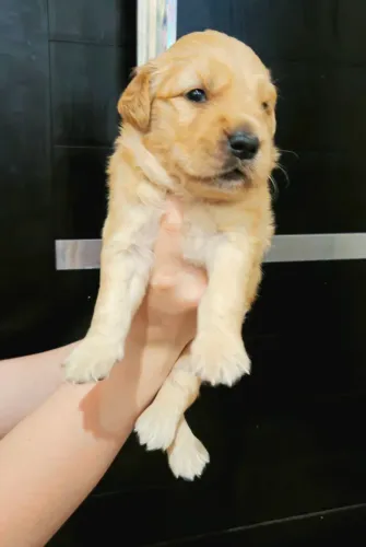 Filhotes de Golden Retriever