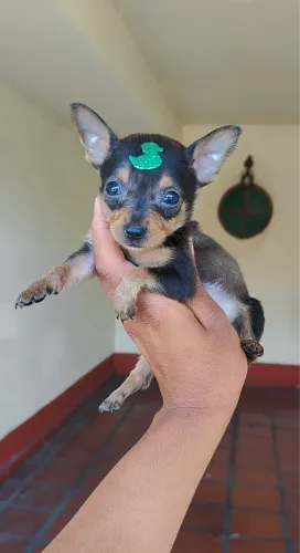 Pinsher com pedigree e vermifugada 