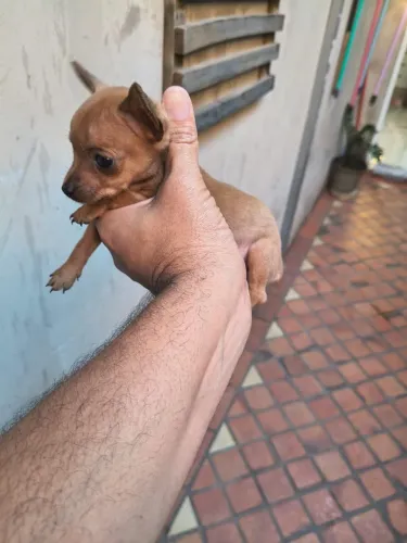 Pinscher