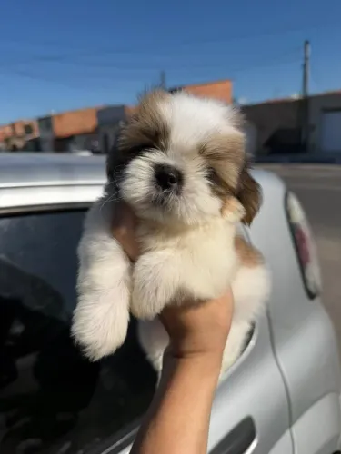 Shihtzu ( Shih tzu ) filhote 
