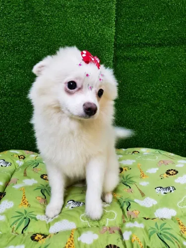 Filhote de Spitz Alemão fêmea 