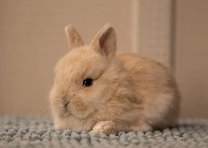 Filhote de Coelho Mini - Aceito cartão