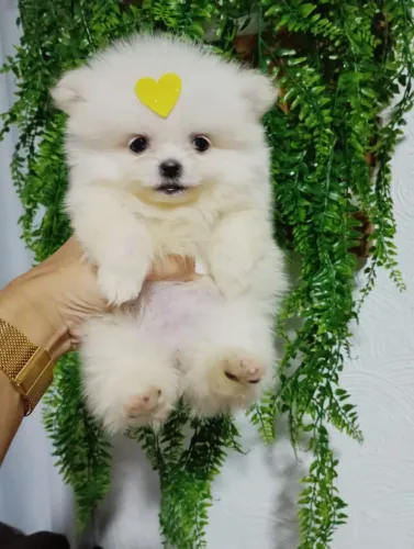 Spitz anão fêmea 