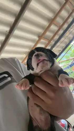 Filhotes de Pitbull Puro Sangue