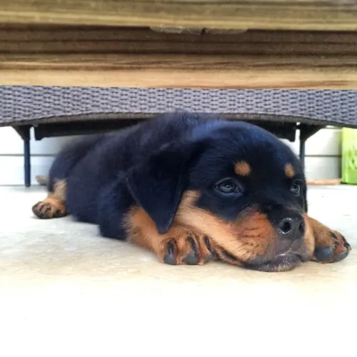 Rottweiler - Filhotinho Que Só Quer Um Lugar Para Chamar De Lar 