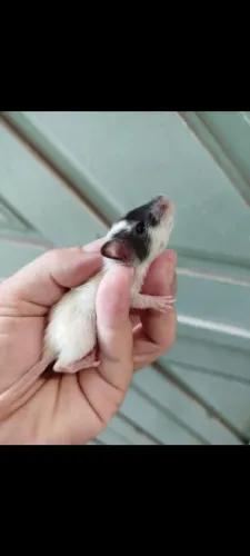 Ratinhas Twisters fêmeas, ótimo pra se ter como pet ^.^