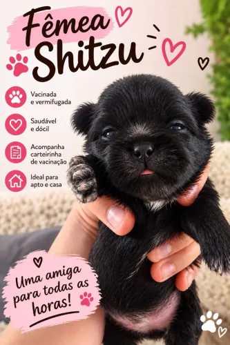 Filhotes de shitzu pará reserva