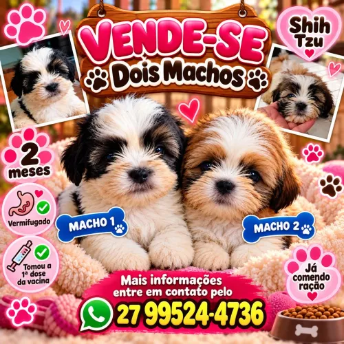 shih tzu macho