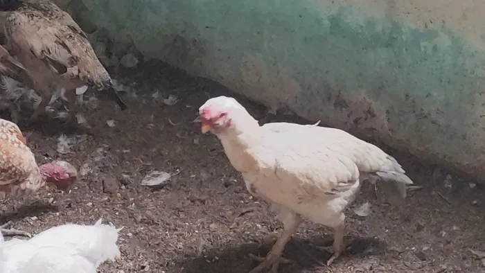 Bico curto