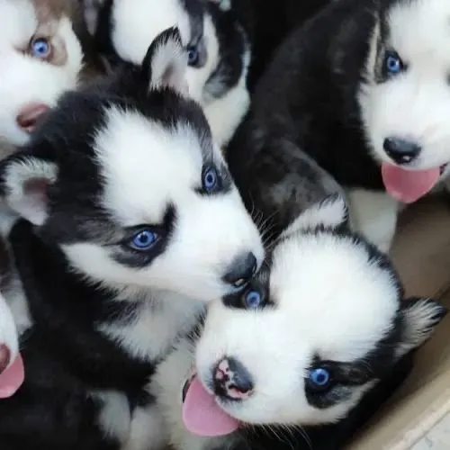 Husky Siberiano Fêmeas Olhos azuis