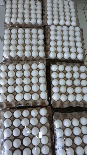 OVOS FRESCOS DIRETO DO PRODUTOR - ATACADO E VAREJO